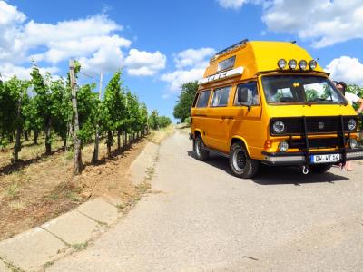 VW T3 in the vineyards